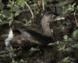 pied-billed grebe