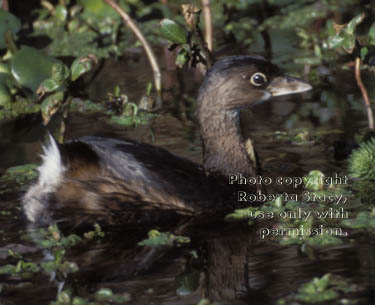 pied-billed grebe