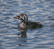 pied-billed grebe chick