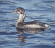 pied-billed grebe, immature