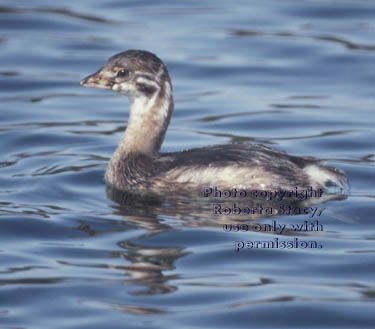 pied-billed grebe, immature