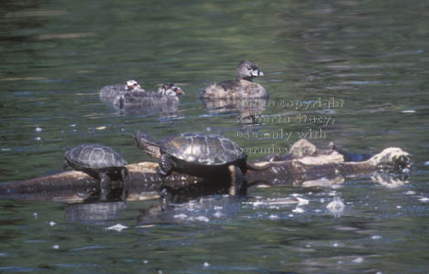 pied-billed grebes & turtles