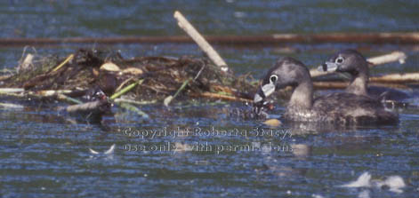 pied-billed grebes & nest