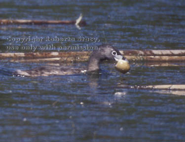 pied-billed grebe & eggshell