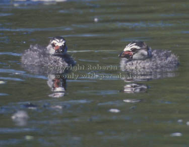 pied-billed grebe chicks