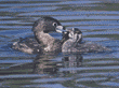 grebe feeding her chick