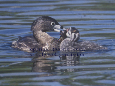 grebe feeding her chick