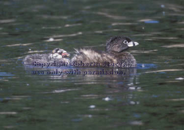 pied-billed grebe with chick