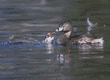 pied-billed grebe chick & mom