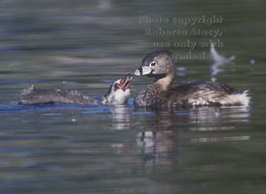 pied-billed grebe chick & mom