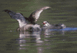 pied-billed grebe & chick