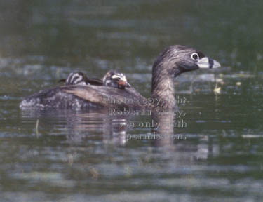 grebe mom & chicks