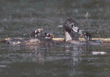 pied-billed grebe & chicks