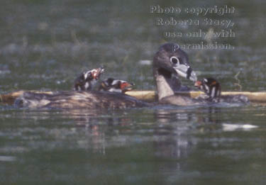 pied-billed grebe & chicks