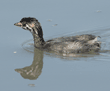 pied-billed grebe chick