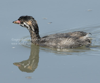 pied-billed grebe chick