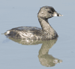 pied-billed grebe