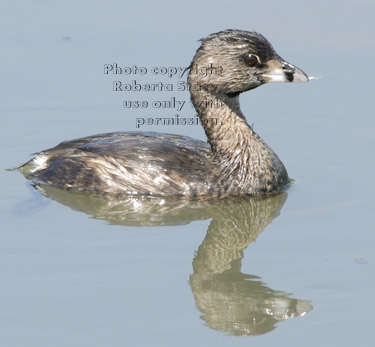 pied-billed grebe