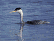 western grebe