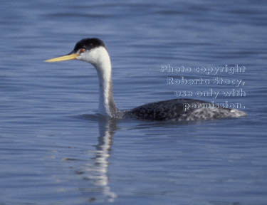 western grebe