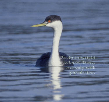 western grebe