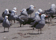 Heermann's gulls