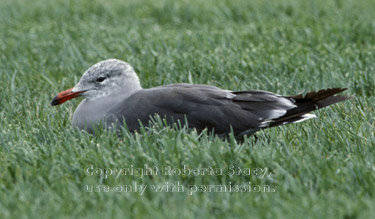 Heermann's gull