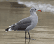 Heermann's gull