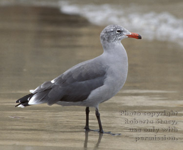 Heermann's gull