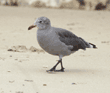 Heermann's gull