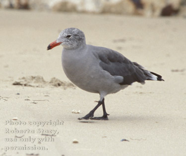 Heermann's gull