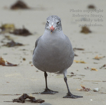 Heermann's gull