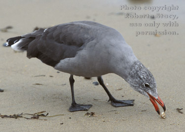 Heermann's gull