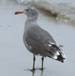 Heermann's gull