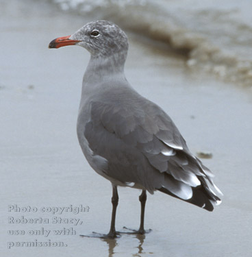 Heermann's gull