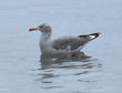 Heermann's gull