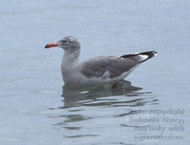 Heermann's gull