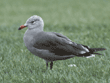 Heermann's gull