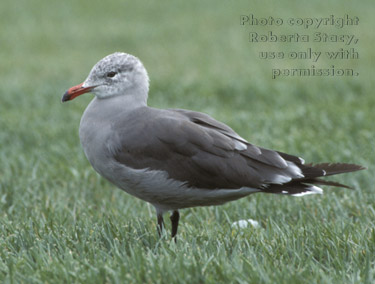 Heermann's gull