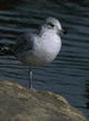 ring-billed gull