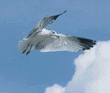 ring-billed gull