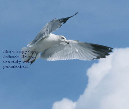 ring-billed gull