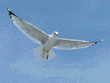 ring-billed gull