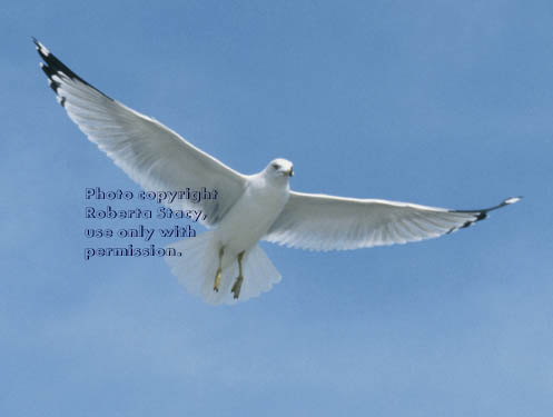 ring-billed gull