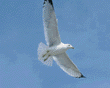 ring-billed gull