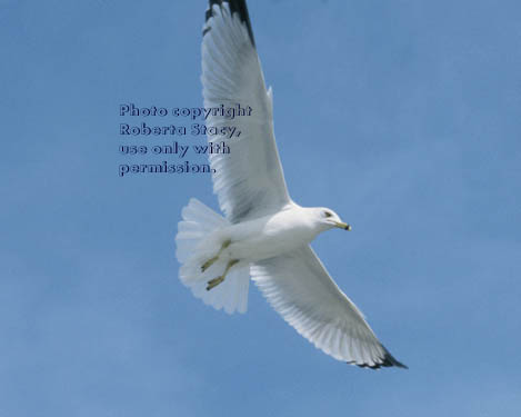 ring-billed gull