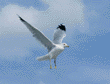 ring-billed gull