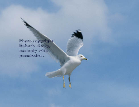 ring-billed gull