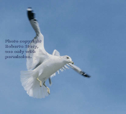 ring-billed gull