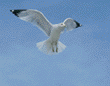 ring-billed gull